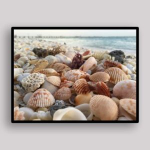 Shell Shoreline Scatter