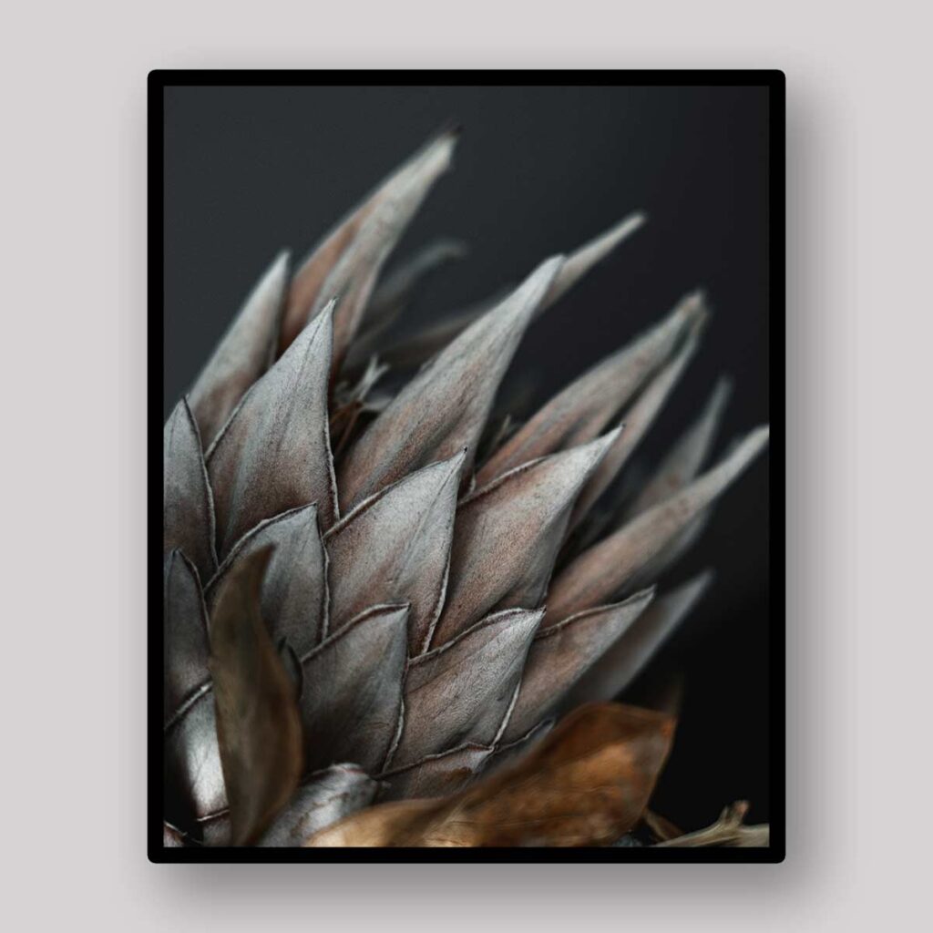 Silver Protea Detail