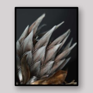 Silver Protea Detail