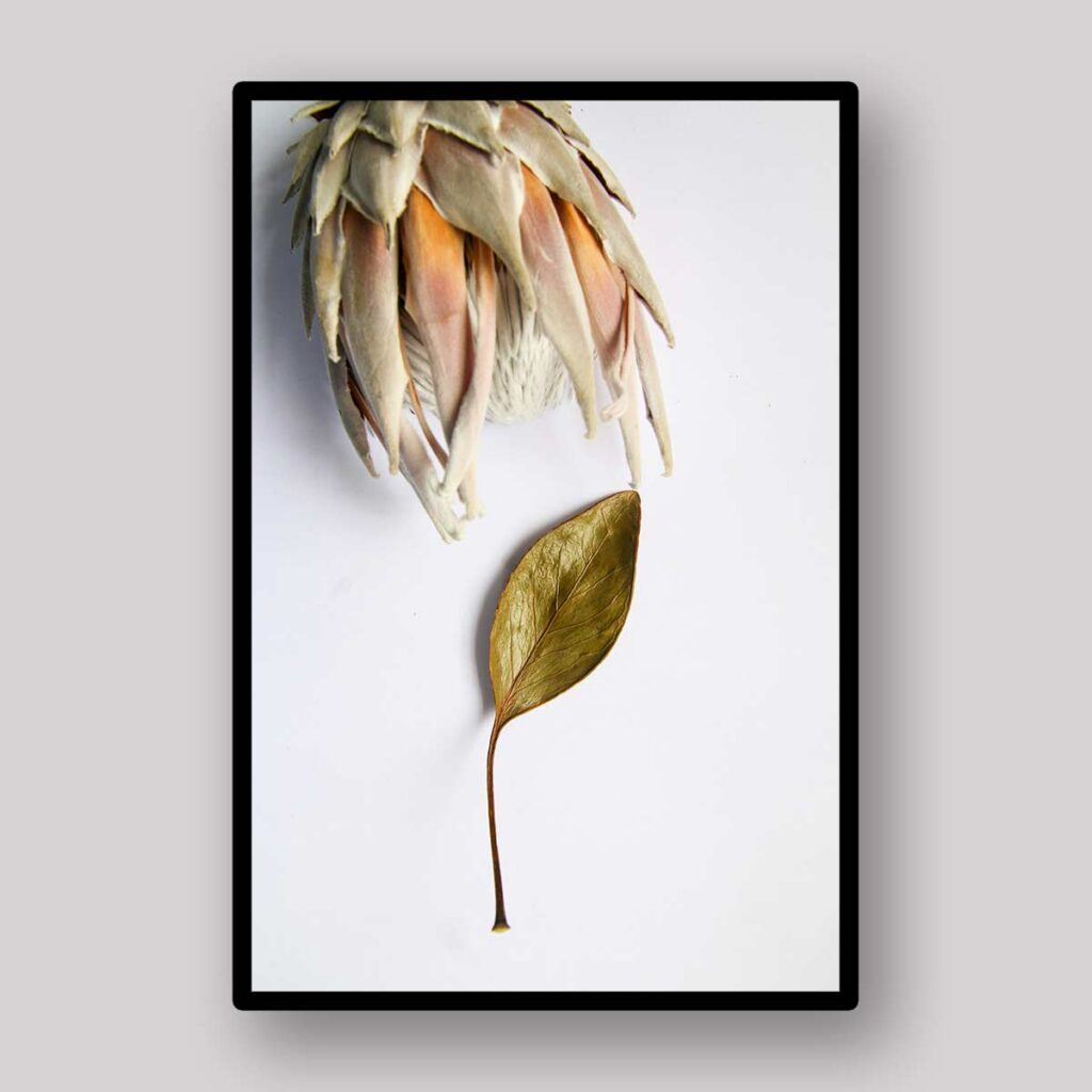 Single Dried Protea