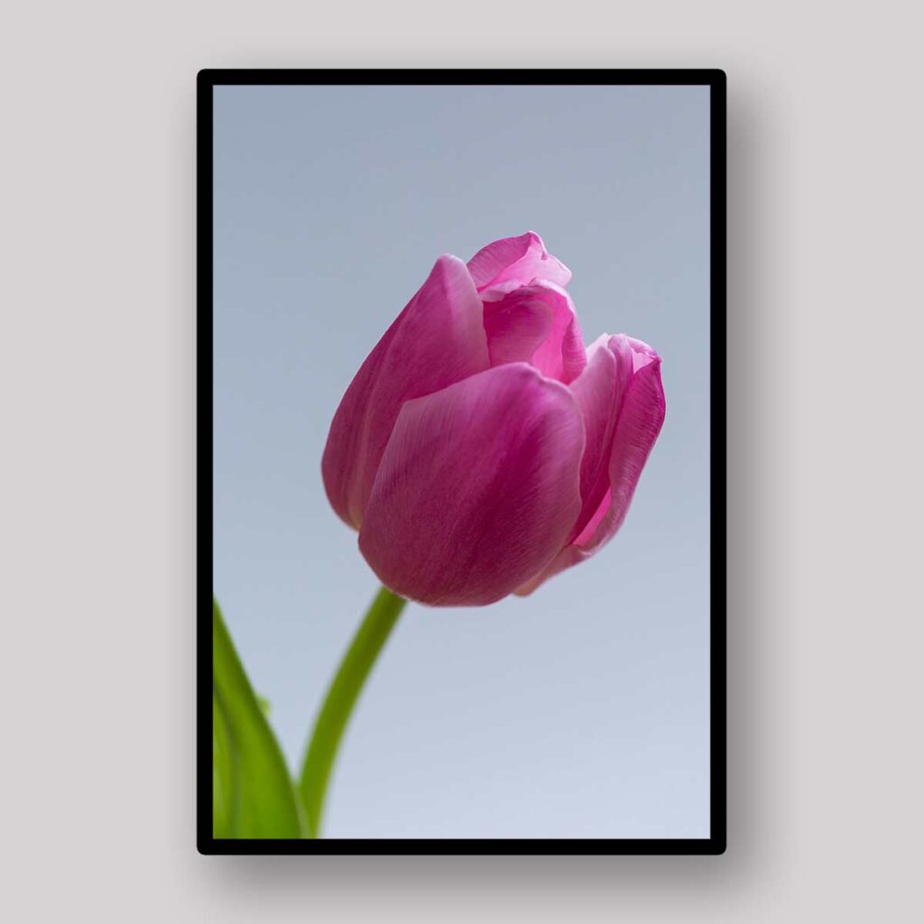 Single Pink Bloom