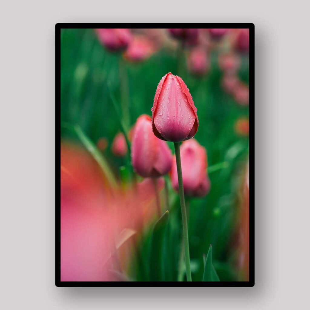 Single Pink Tulip
