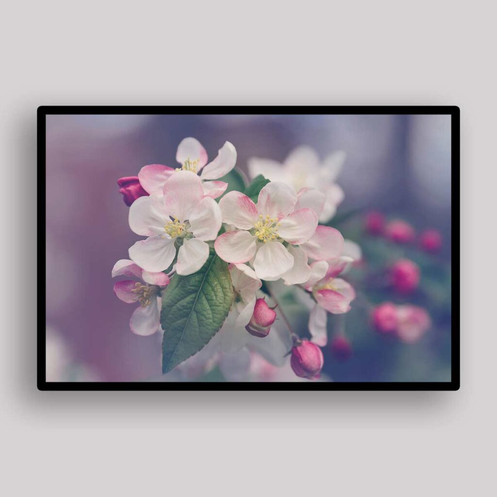 Soft Apple Blossoms
