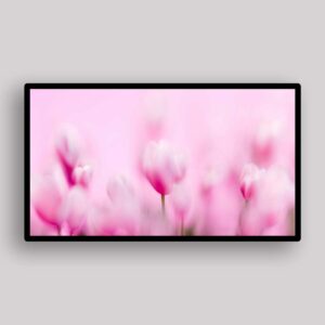 Soft Pink Tulips - Alex Shuper