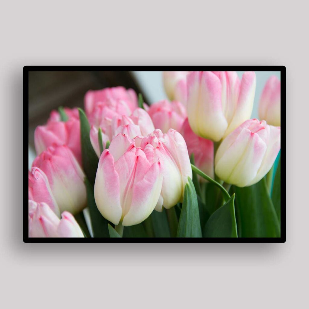 Soft Pink Tulips - Ekaterina Grosheva