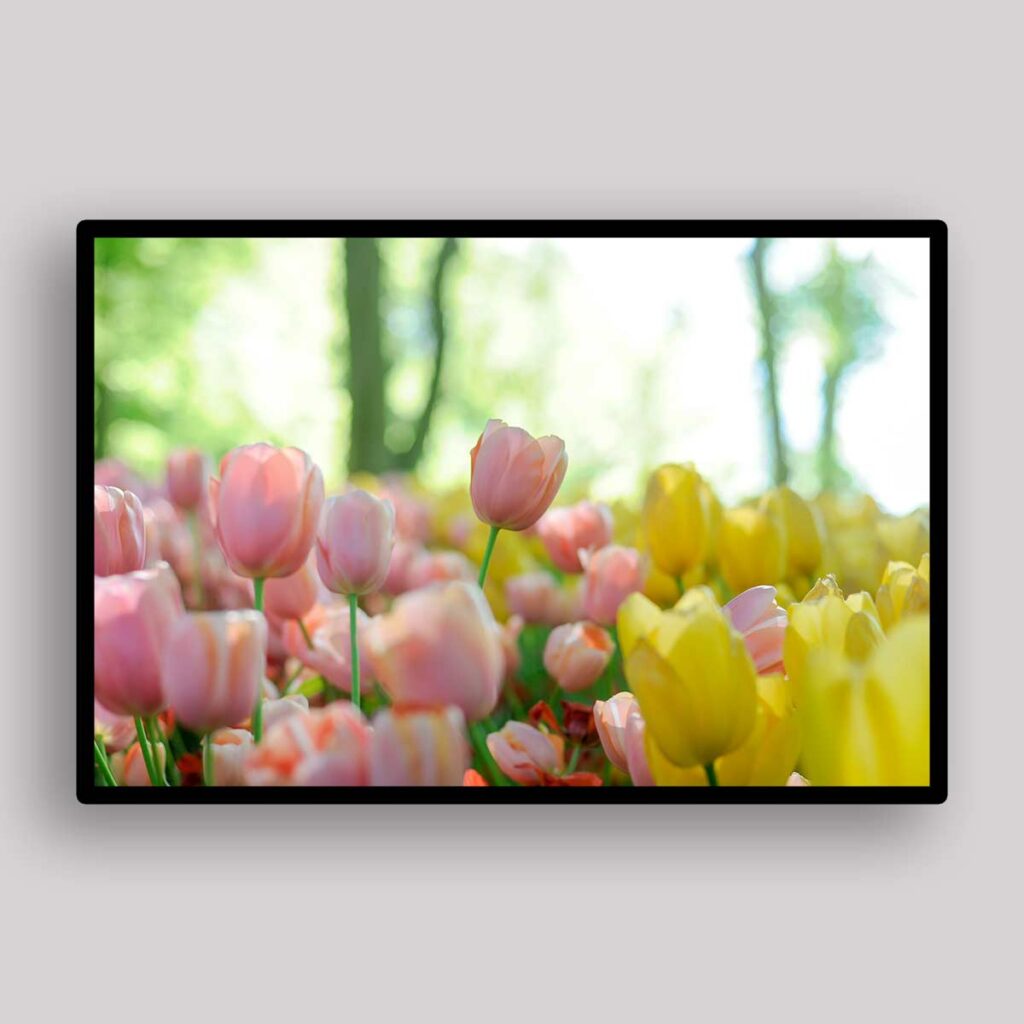 Spring Tulip Garden