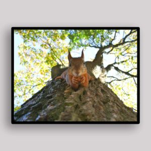 Squirrel Tree Climb