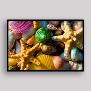 Starfish Shell Collection