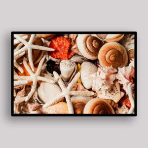 Starfish Shell Stilllife