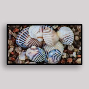 Striped Shell Pebbles