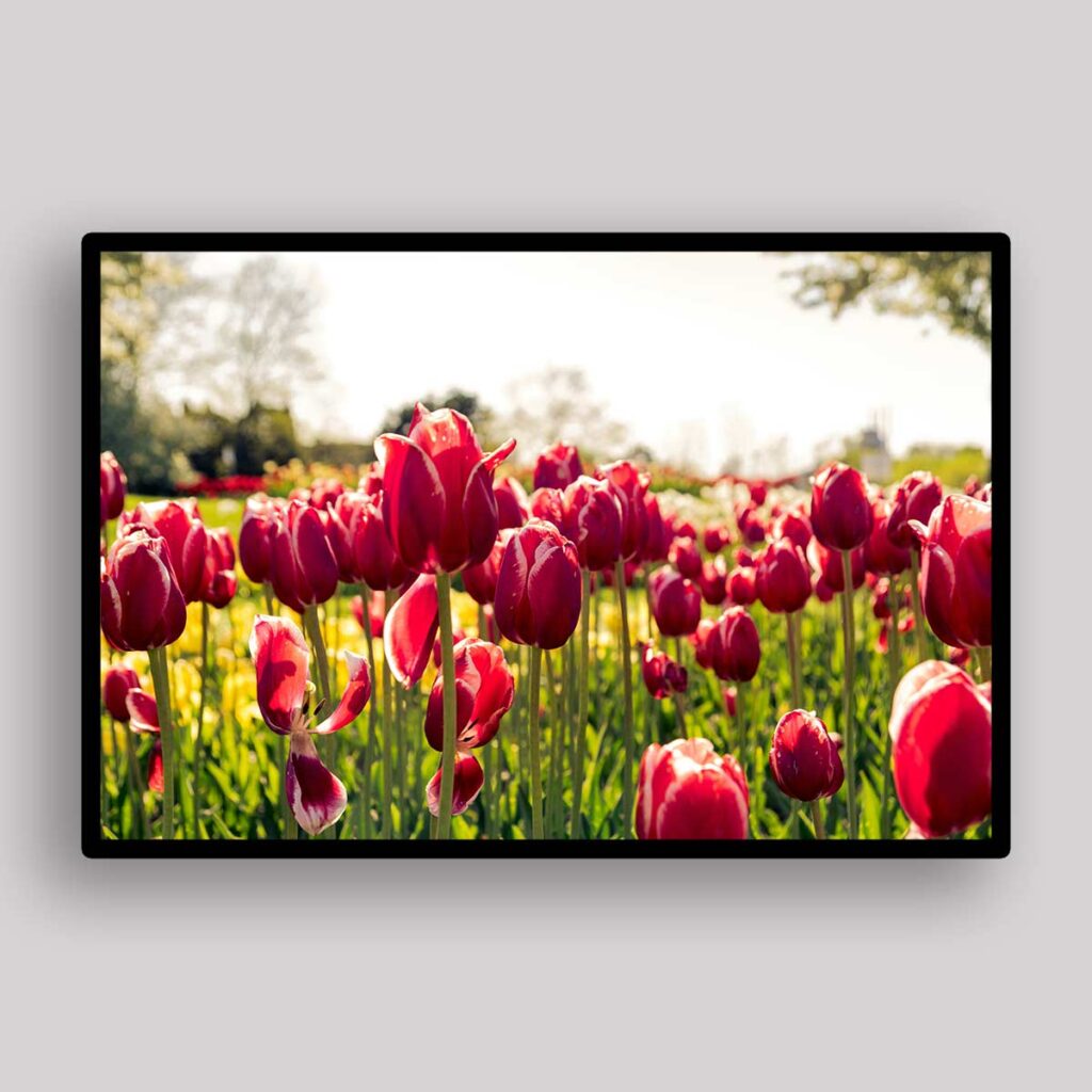Sunlit Tulip Meadow