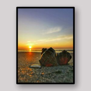 Sunrise Shell Silhouette