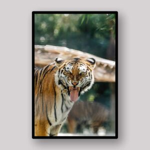 Tiger Water Gaze