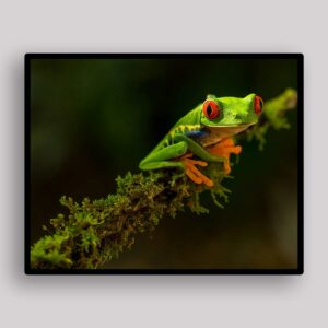 Tree Frog Glow