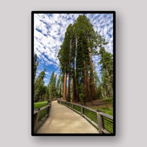 Tree Lined Walkway