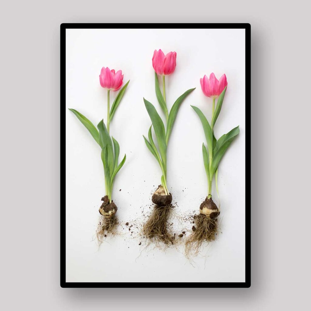 Tulip Bulb Trio