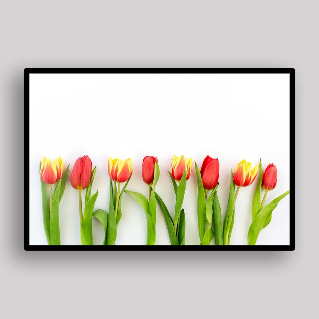 Tulip Stem Line