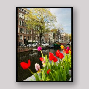 Tulips Canal Street