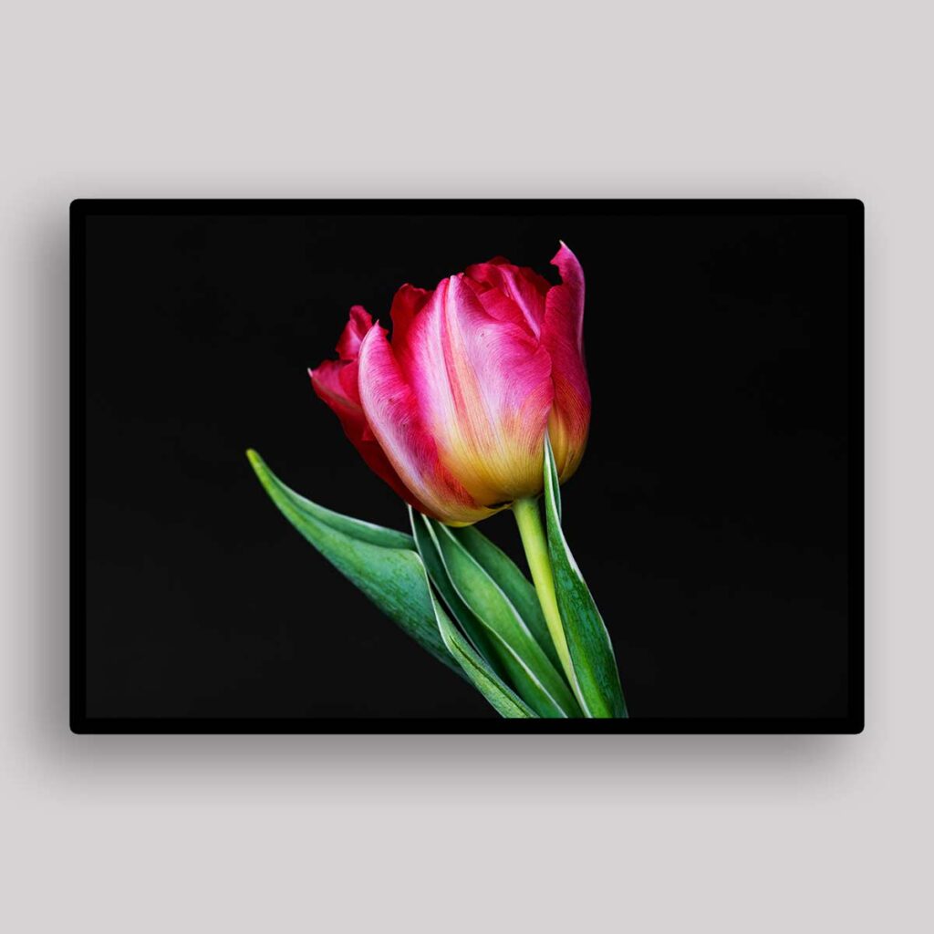 Tulips On Black