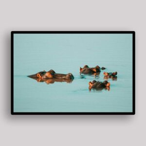 Turquoise Hippo Swim
