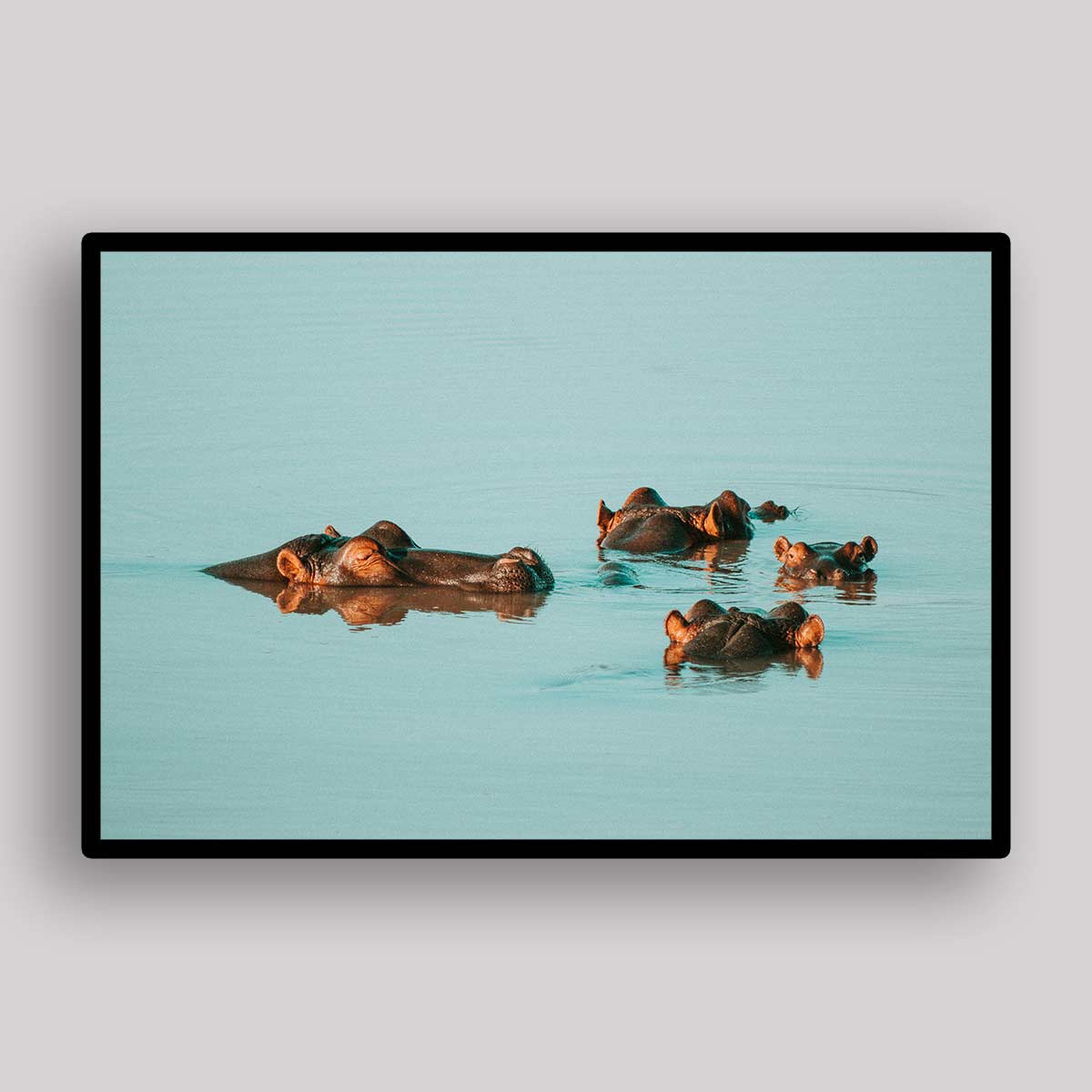 Turquoise Hippo Swim