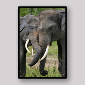 Tusker Meadow Portrait