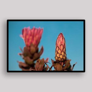 Twin Protea Buds