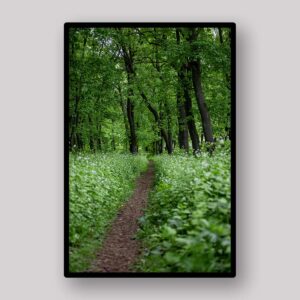 White Forest Path