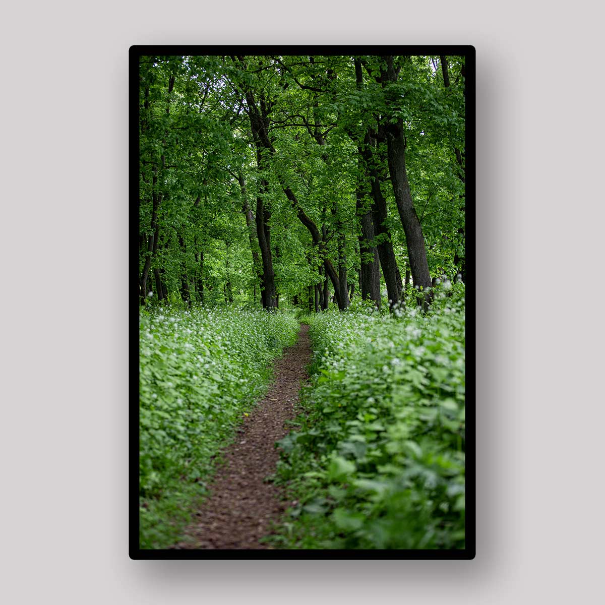 White Forest Path