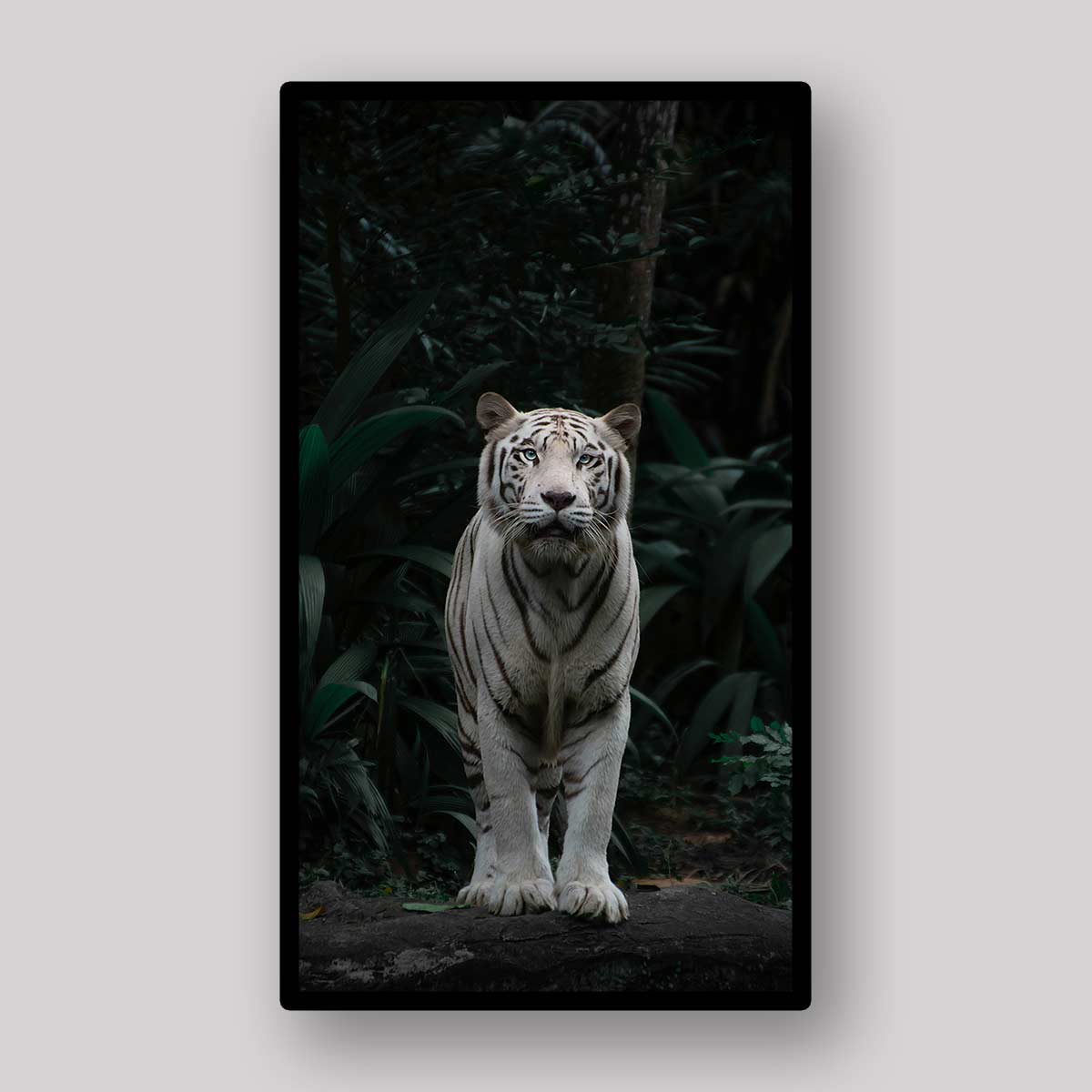 White Tiger Shadow