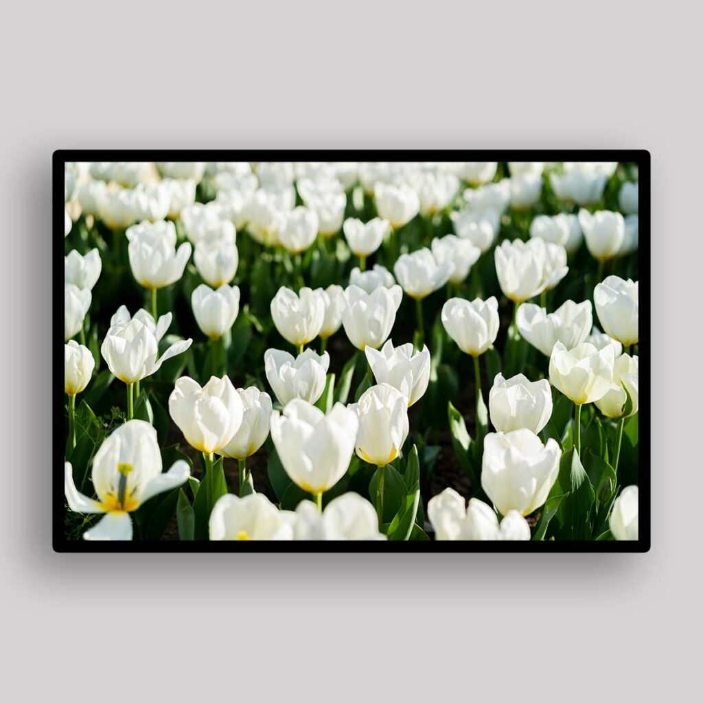 White Tulip Garden