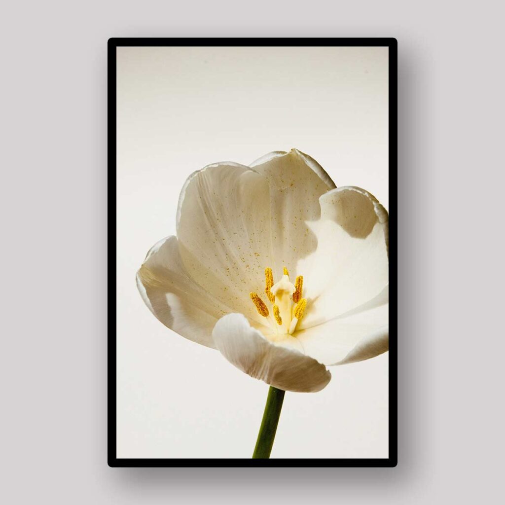 White Tulip Stem