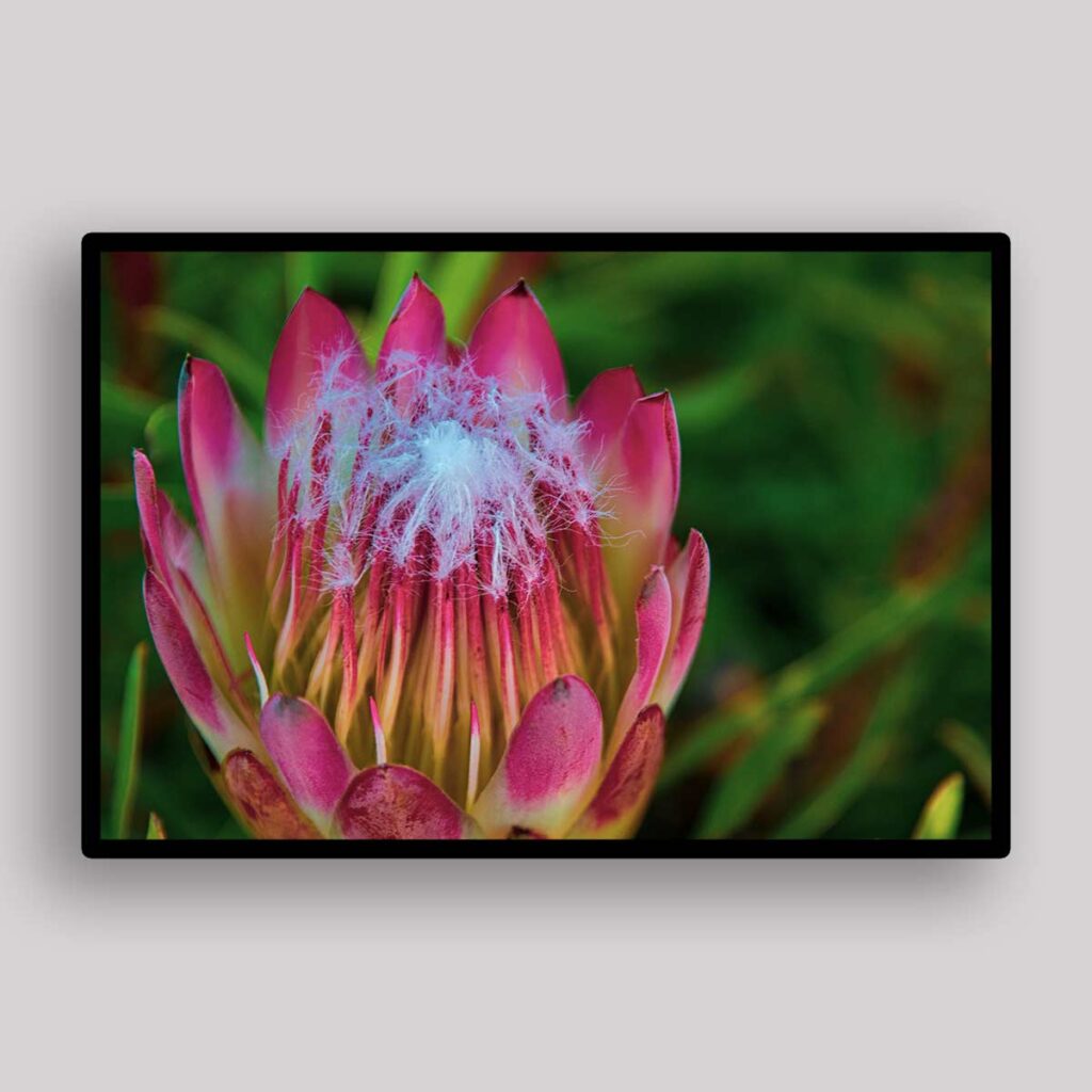 Wild Protea Crown