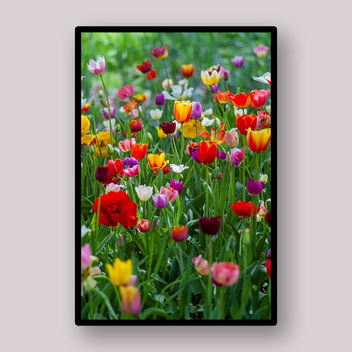 Wild Tulip Meadow