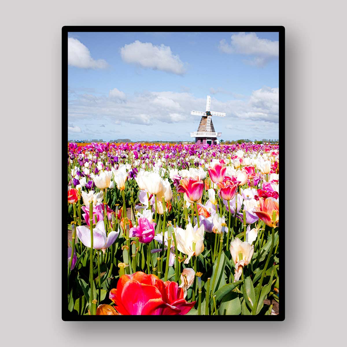 Windmill Tulip Field