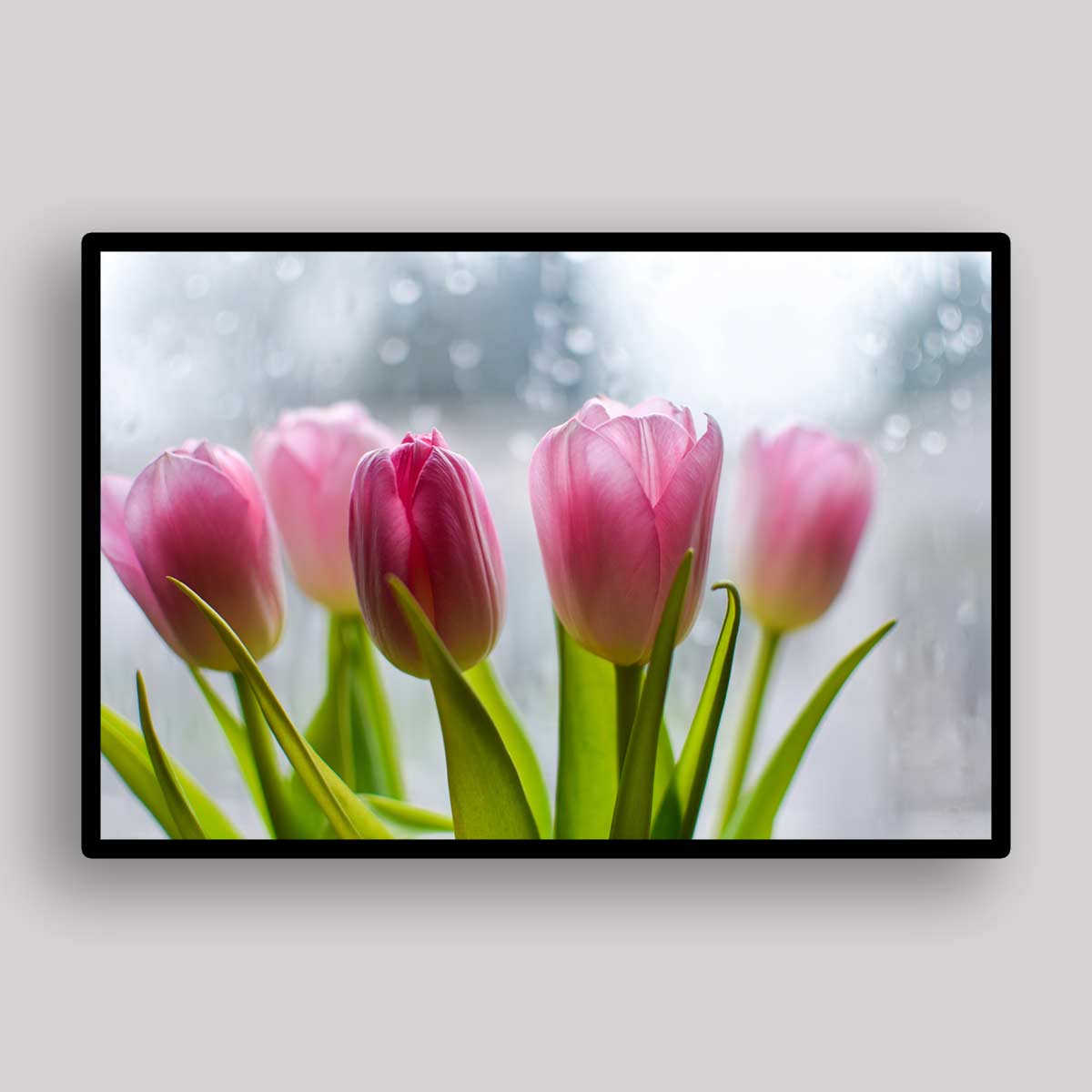 Window Light Tulips