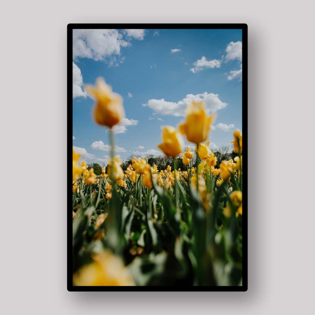 Yellow Tulip Field