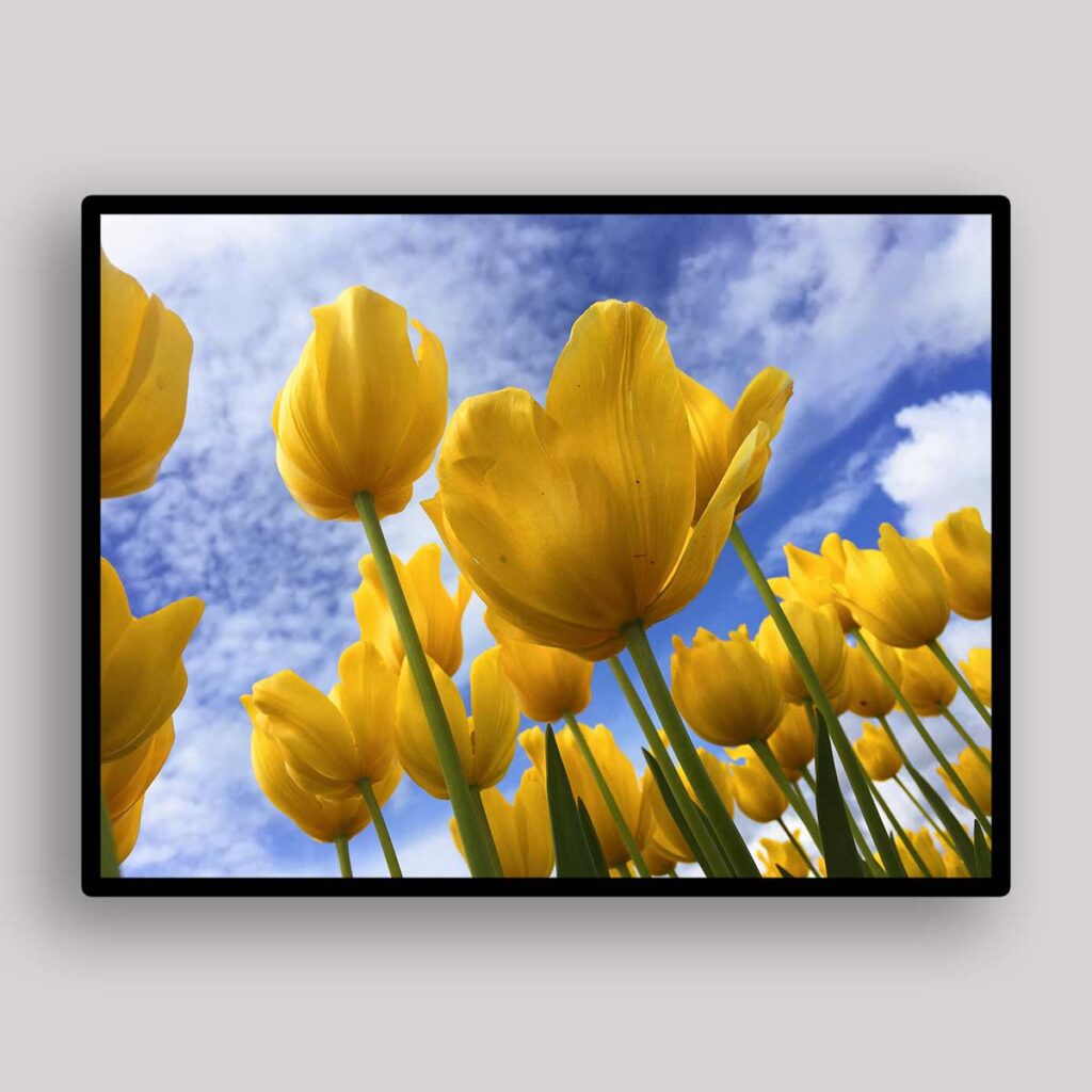 Yellow Tulips Sky