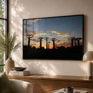 Baobab Sunset Grove